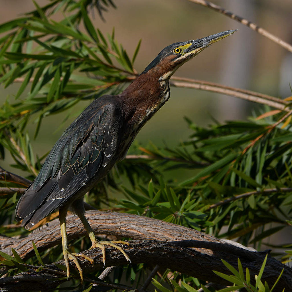 GreenHeron50.jpg