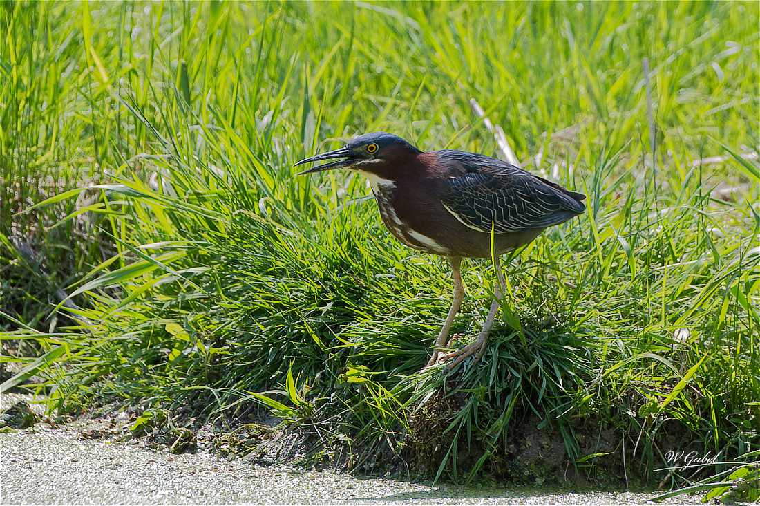 GreenHeron5501 sm.jpg