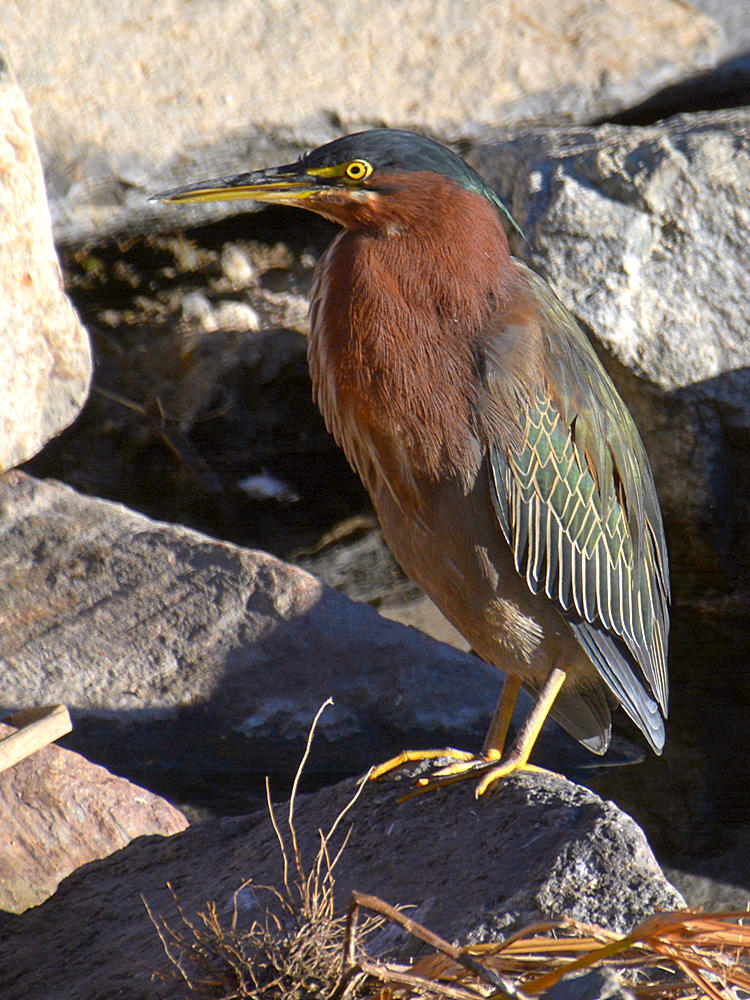 GreenHeron6.jpg
