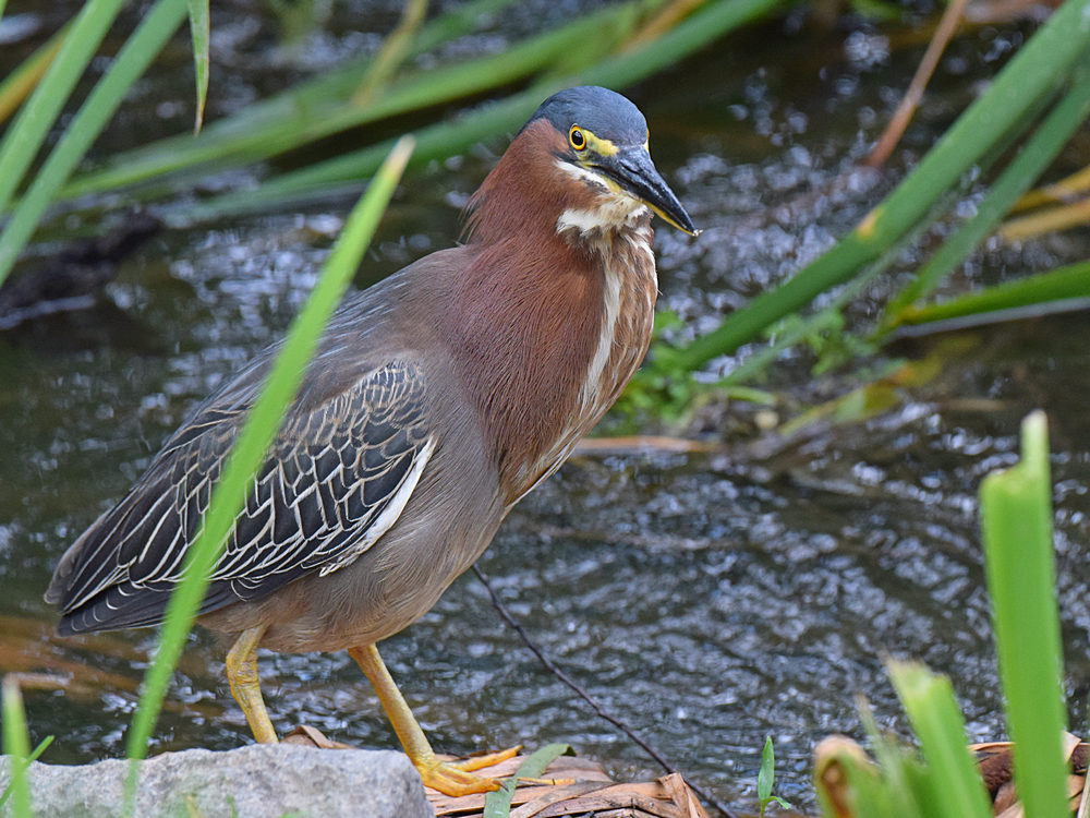 GreenHeron6.jpg