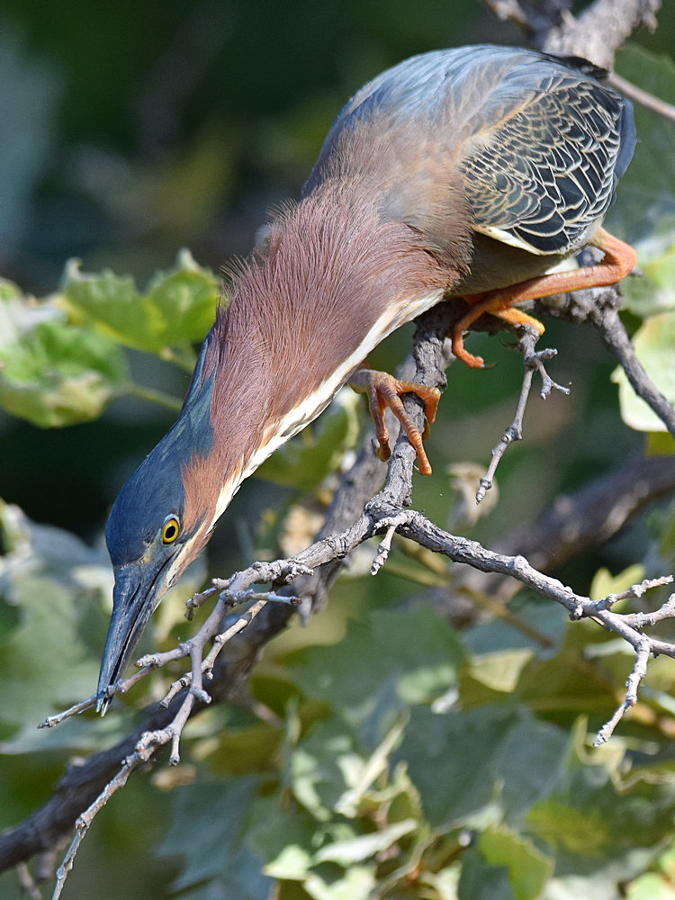 GreenHeron6.jpg