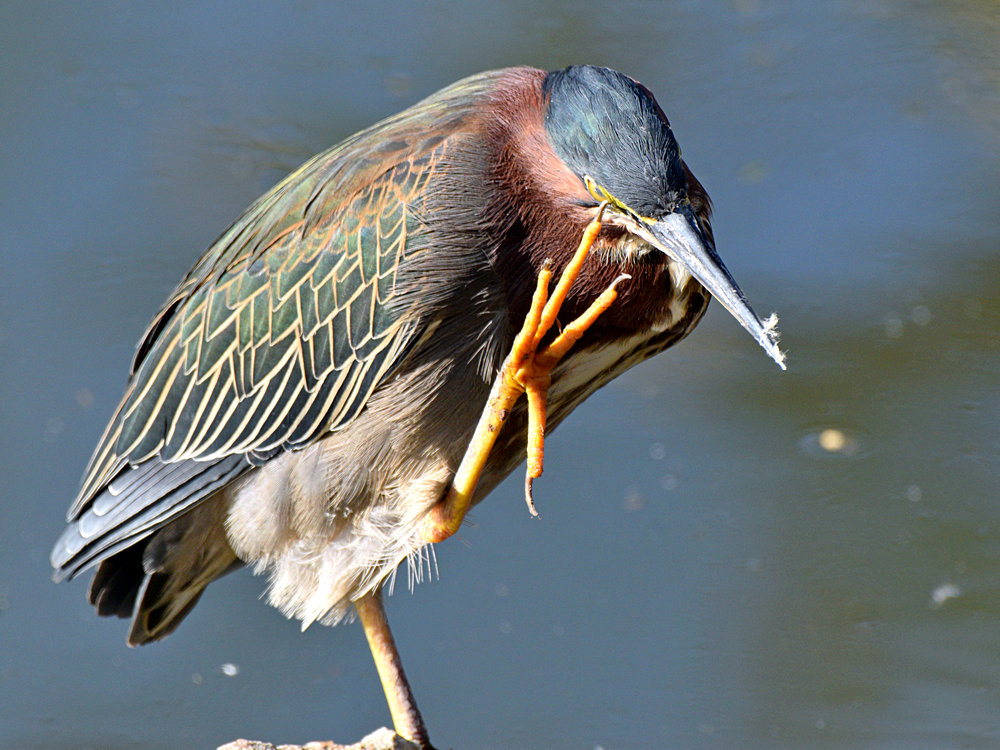 GreenHeron6.jpg