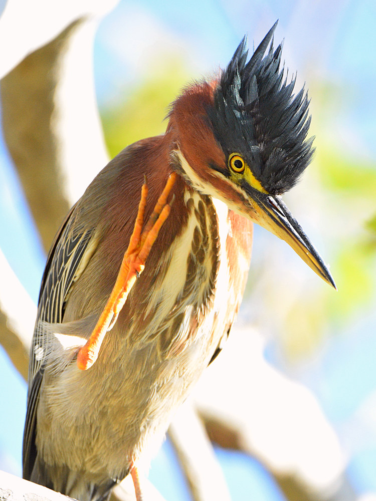 GreenHeron6.jpg