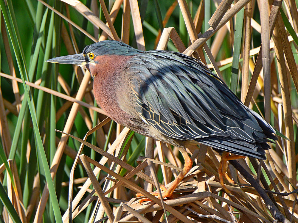 GreenHeron6.jpg