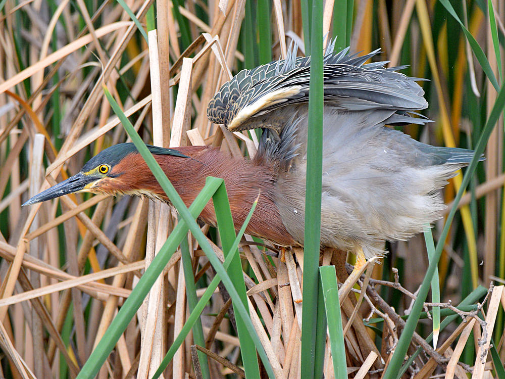 GreenHeron6.jpg
