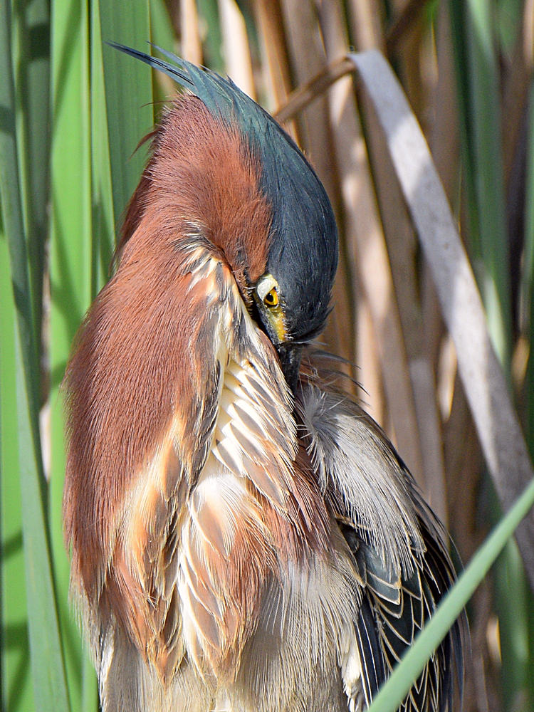 GreenHeron6.jpg