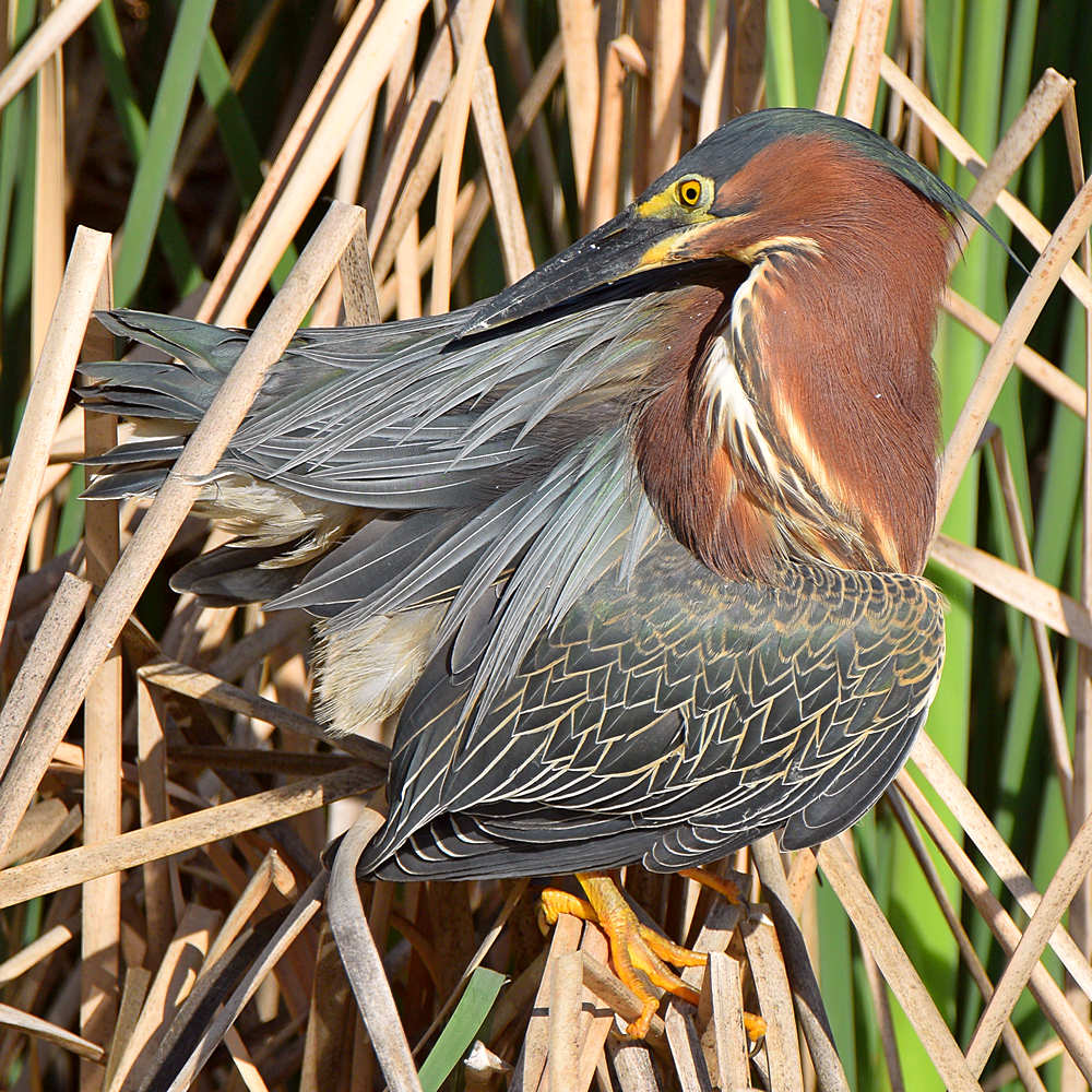 GreenHeron6.jpg