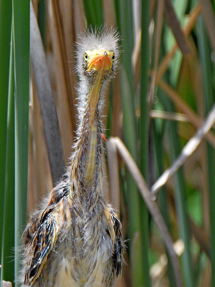 GreenHeron6.jpg