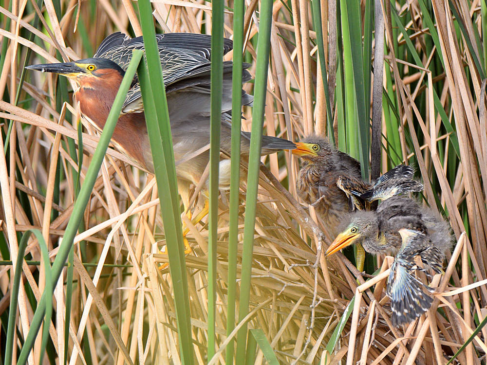 GreenHeron6.jpg
