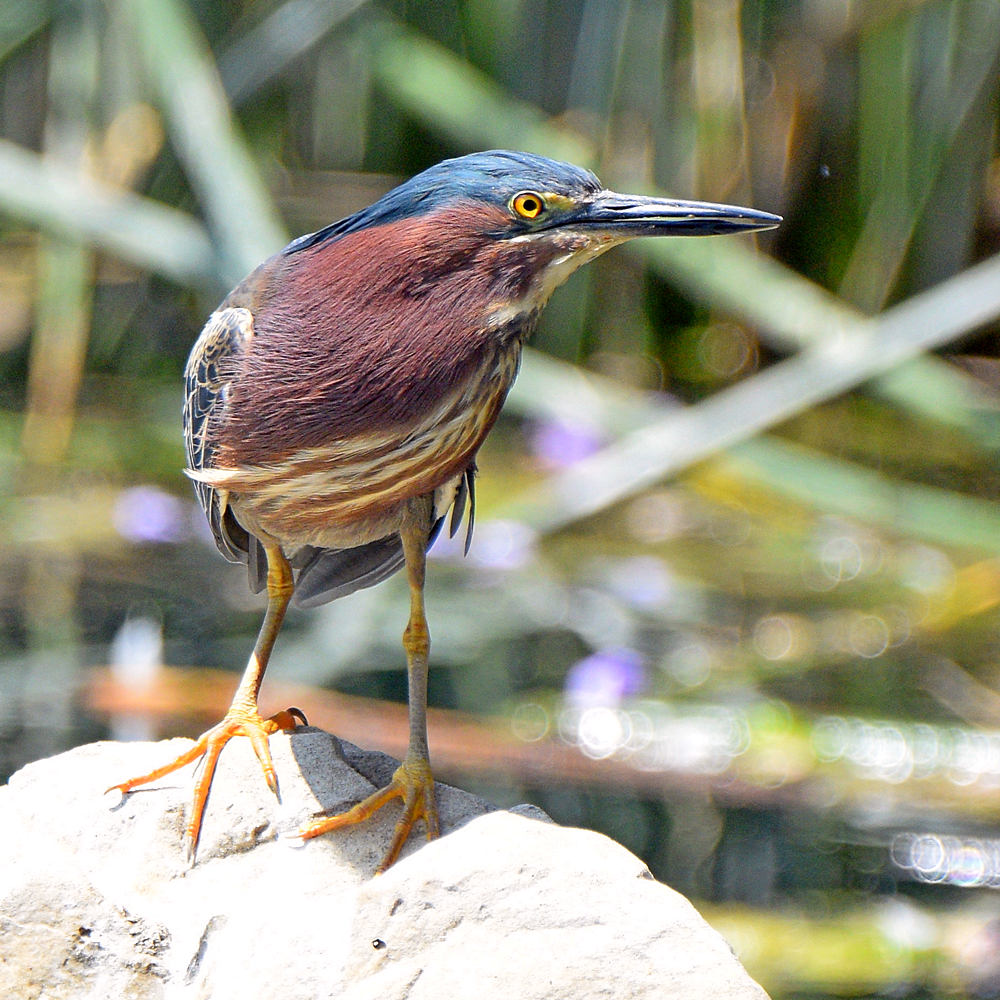 GreenHeron6.jpg
