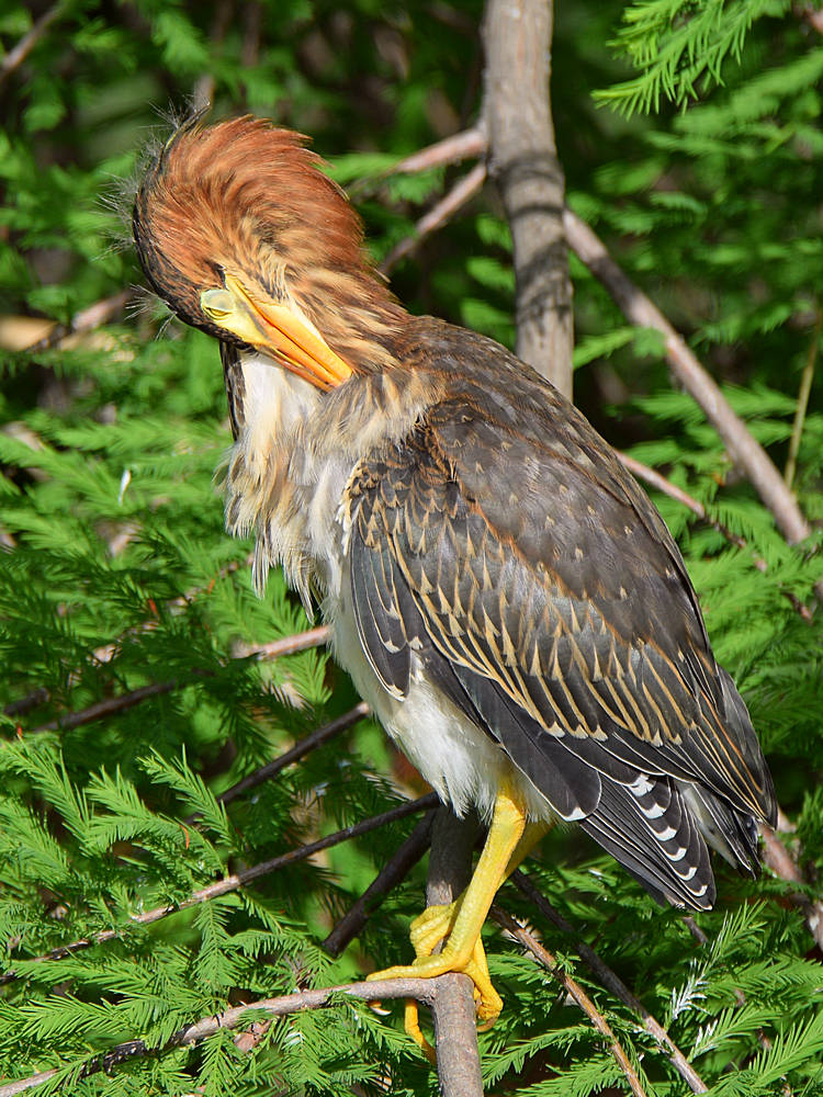 GreenHeron6.jpg