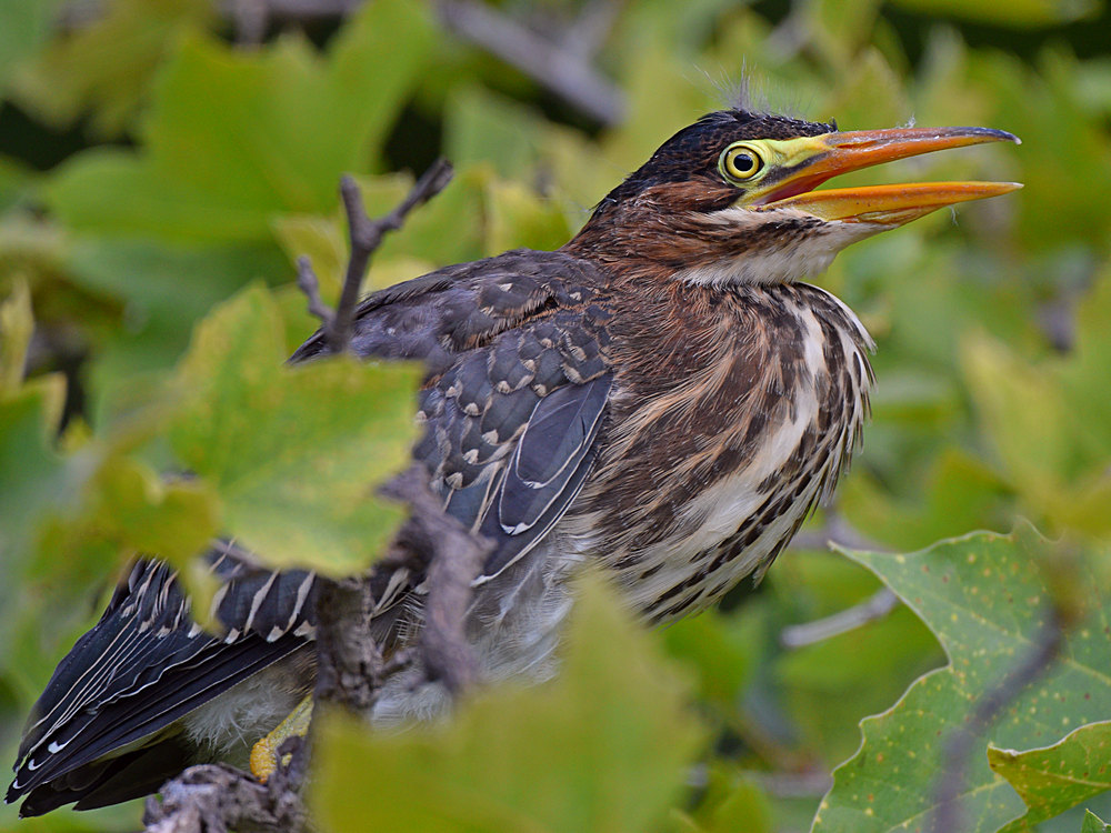 GreenHeron6.jpg