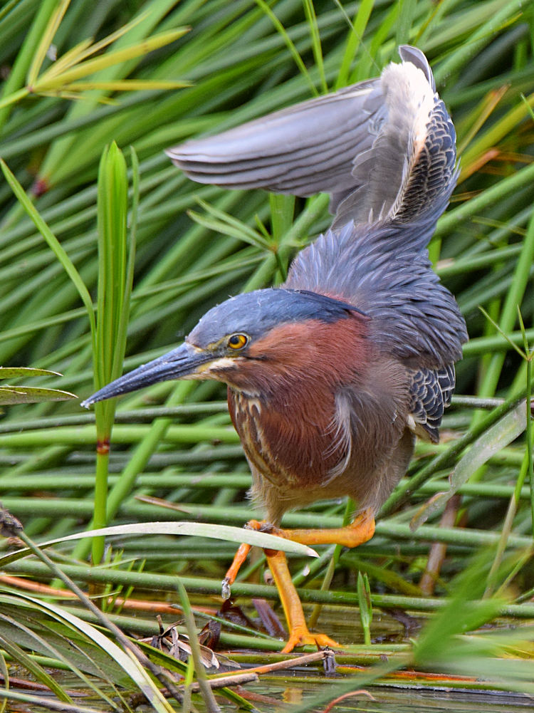 GreenHeron6.jpg