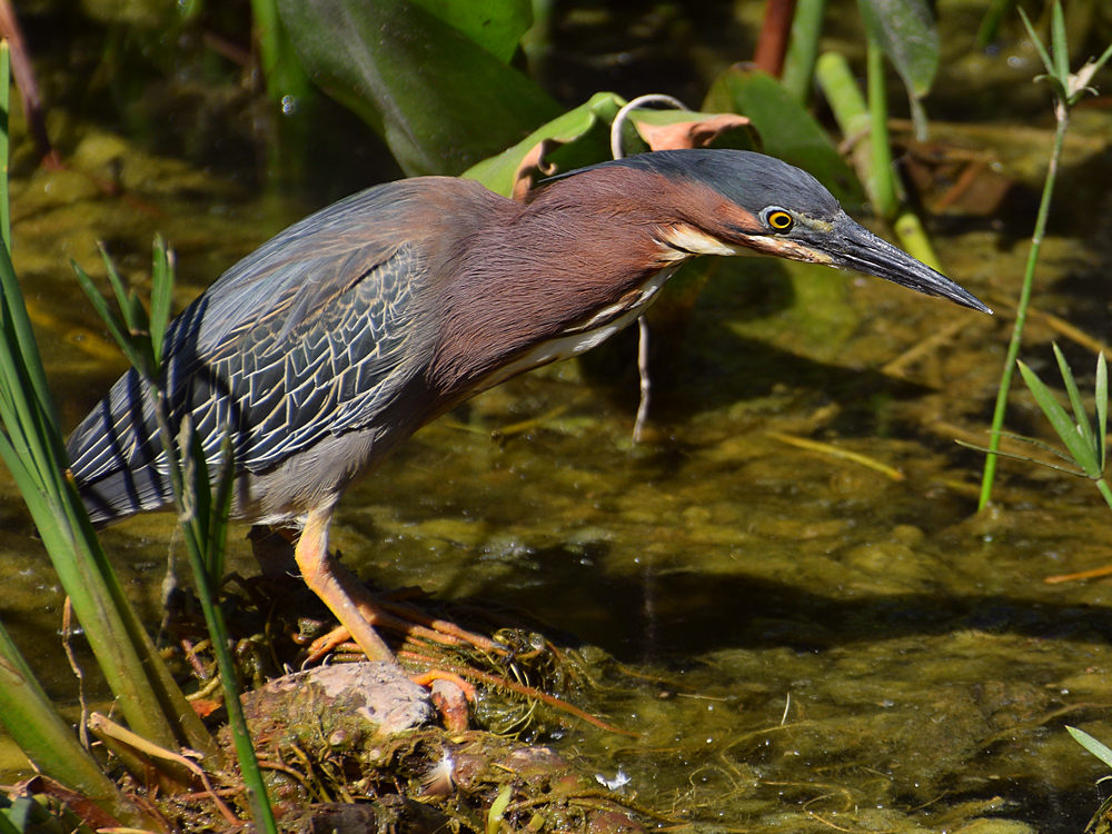 GreenHeron6.jpg