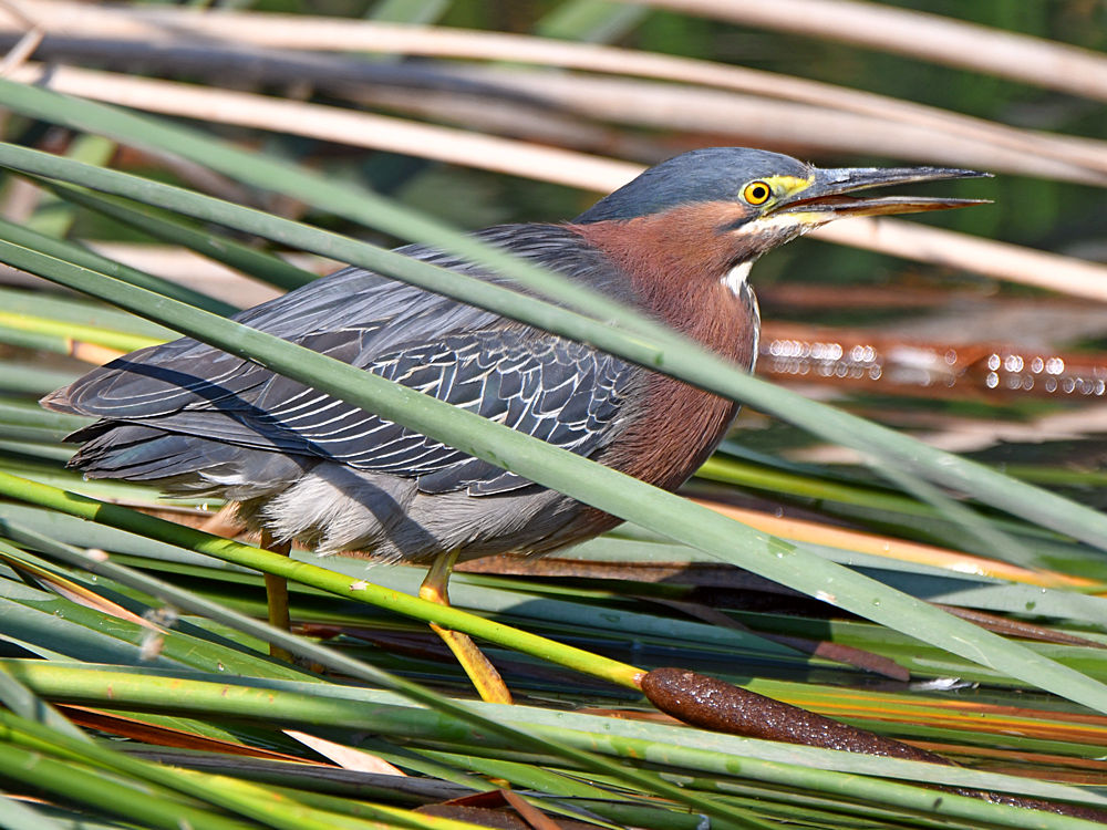 GreenHeron6.jpg
