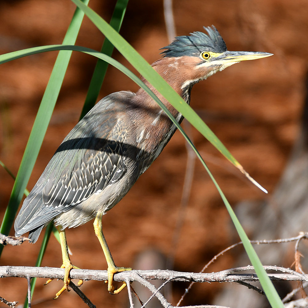 GreenHeron6.jpg