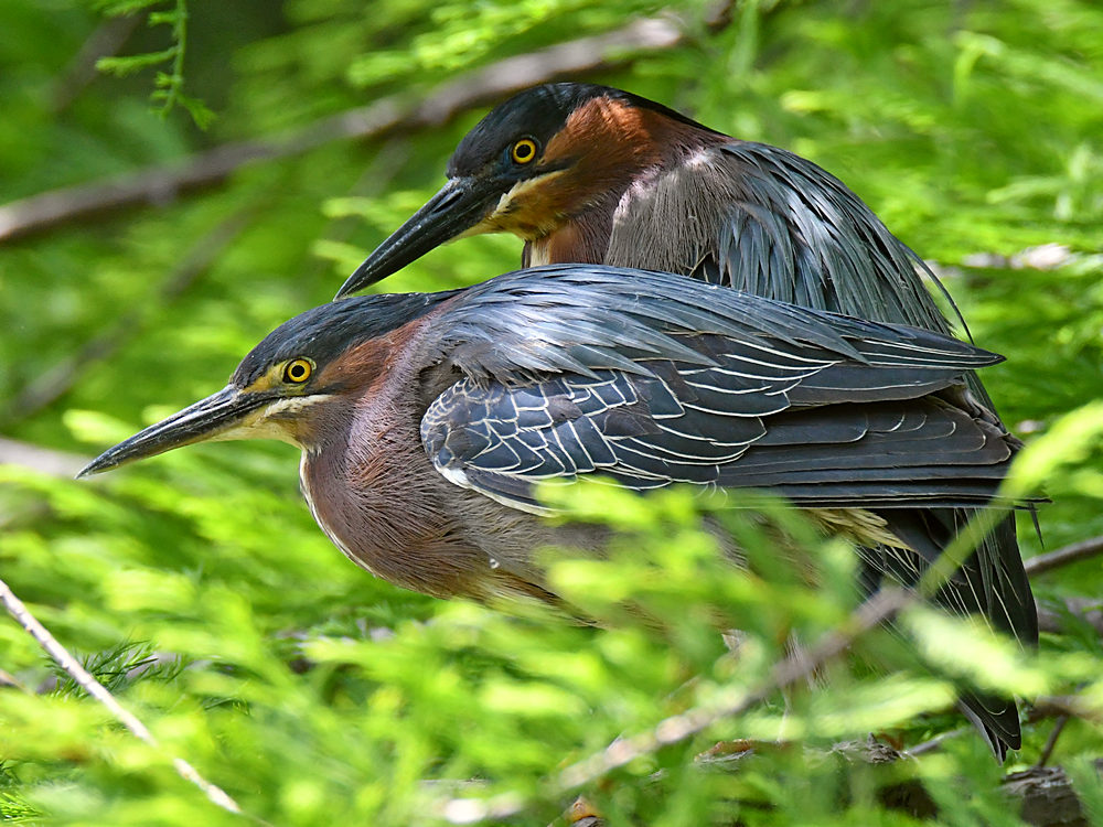 GreenHeron6.jpg