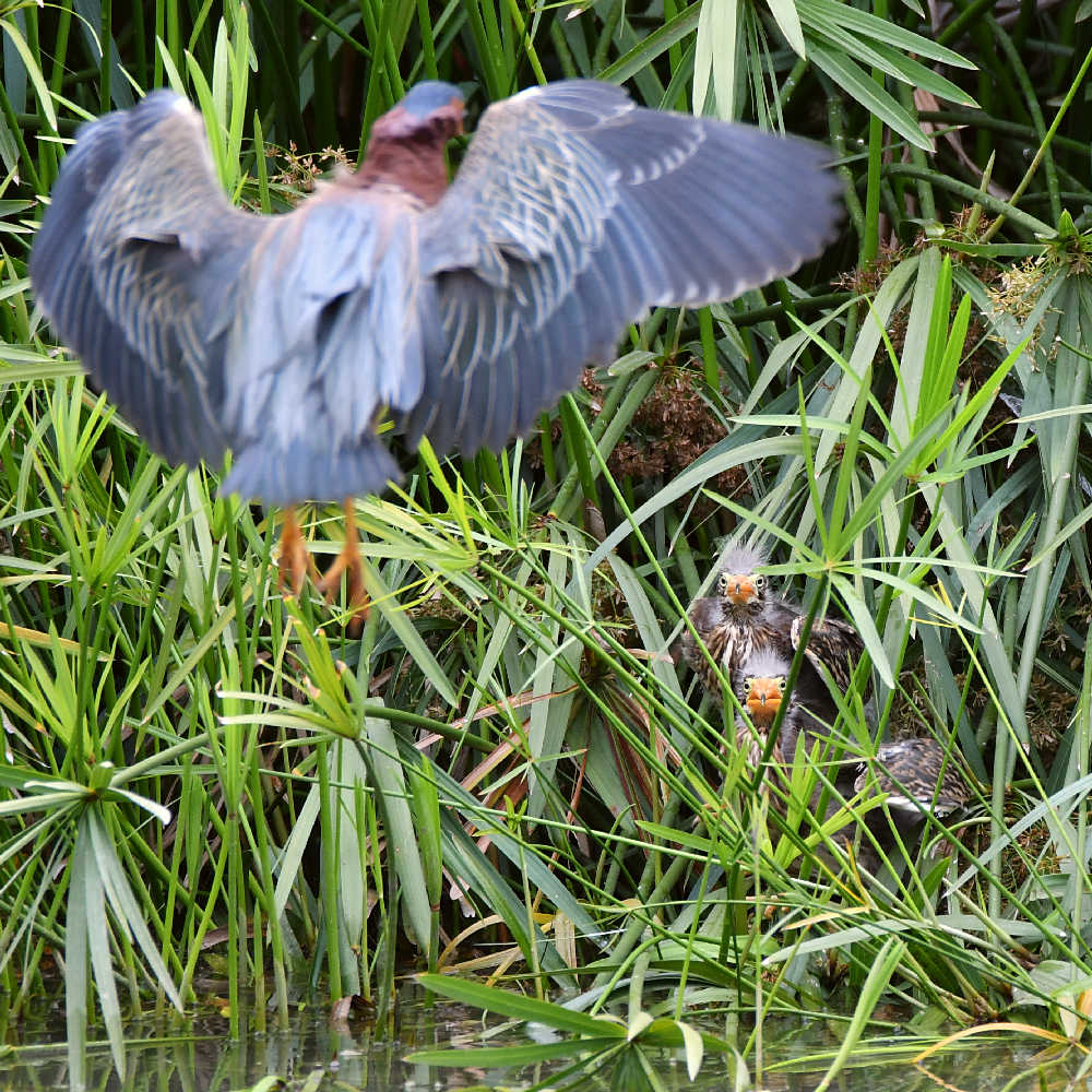 GreenHeron6.jpg