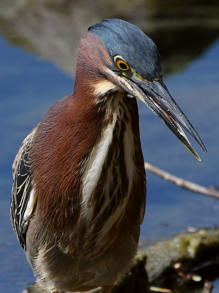 GreenHeron6.jpg