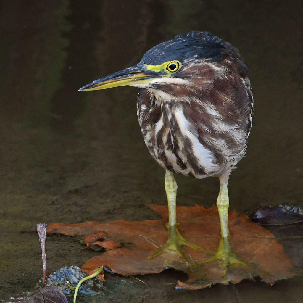 GreenHeron6.jpg