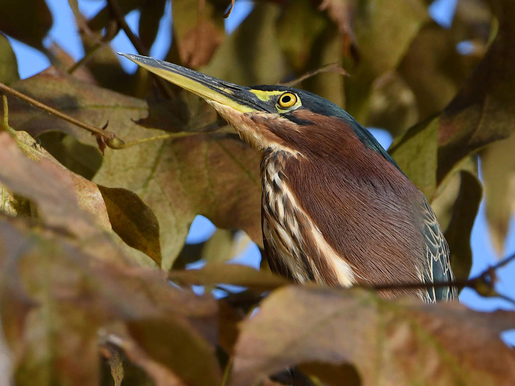 GreenHeron6.jpg