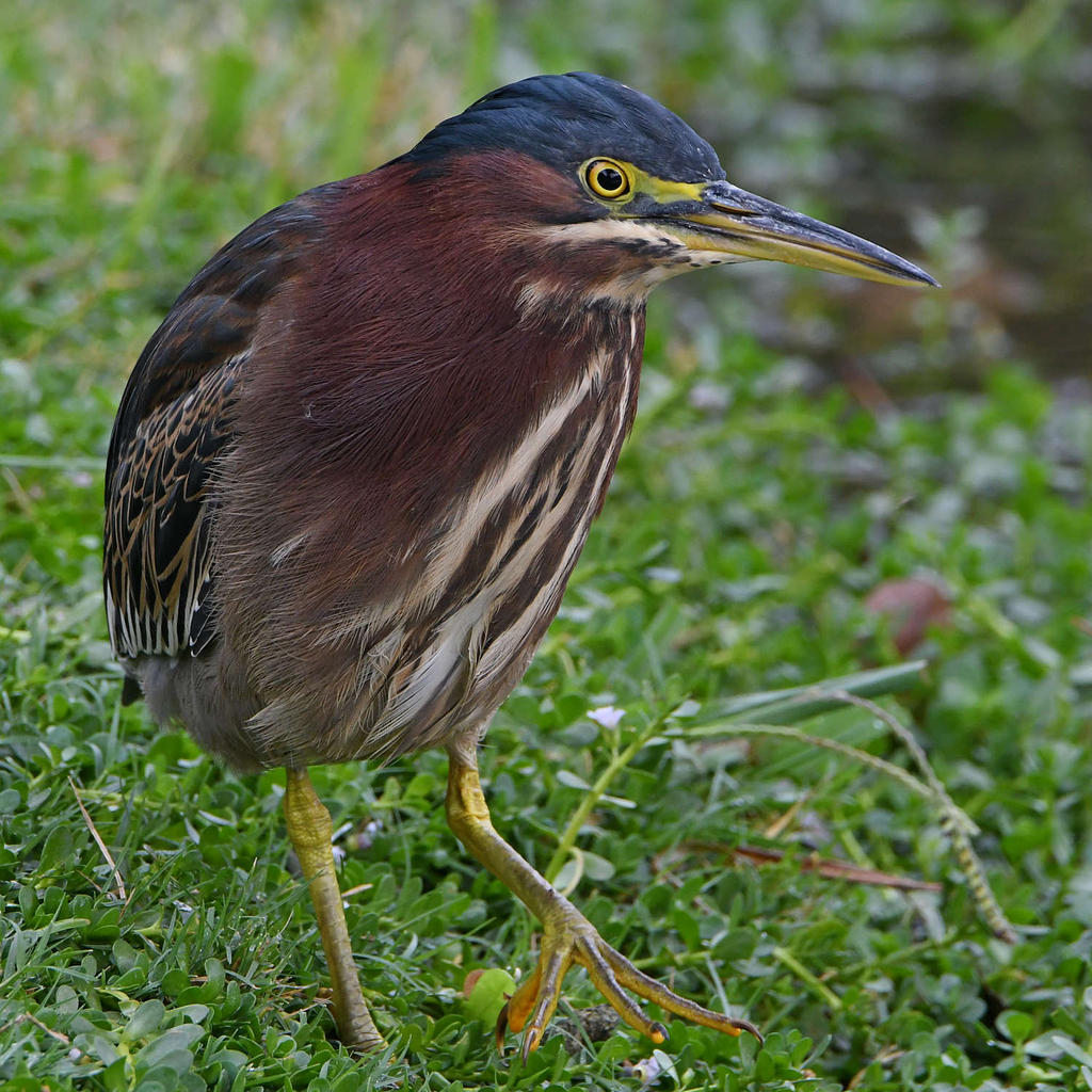 GreenHeron6.jpg