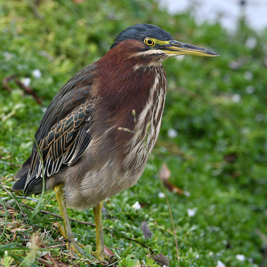 GreenHeron6.jpg