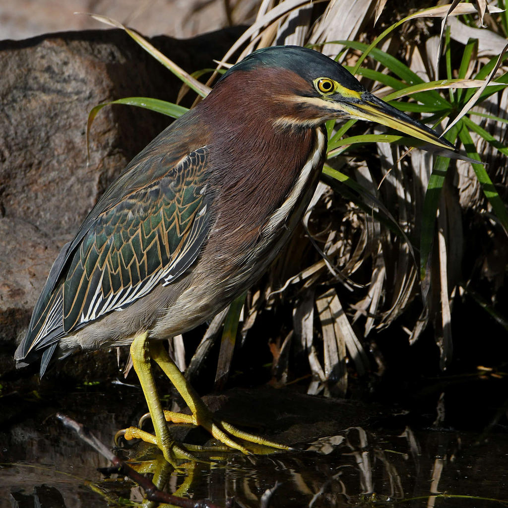 GreenHeron6.jpg