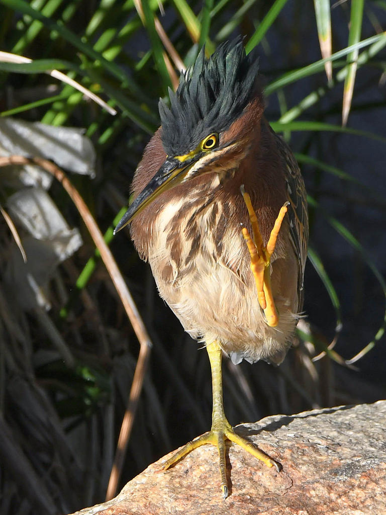 GreenHeron6.jpg