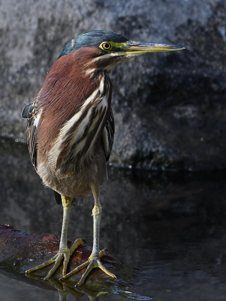 GreenHeron6.jpg