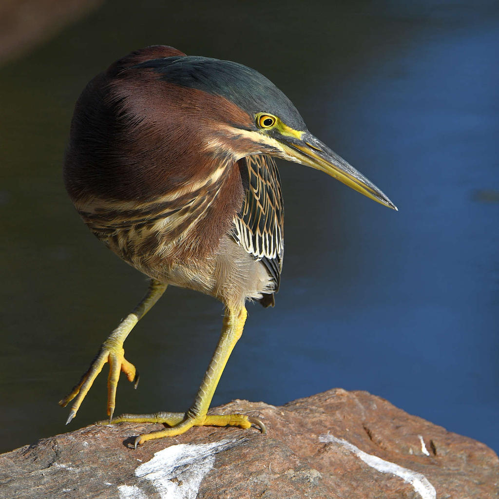 GreenHeron6.jpg