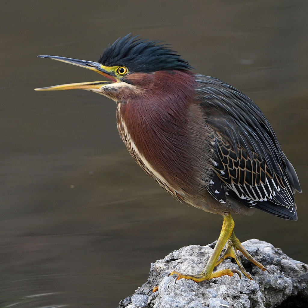 GreenHeron6.jpg