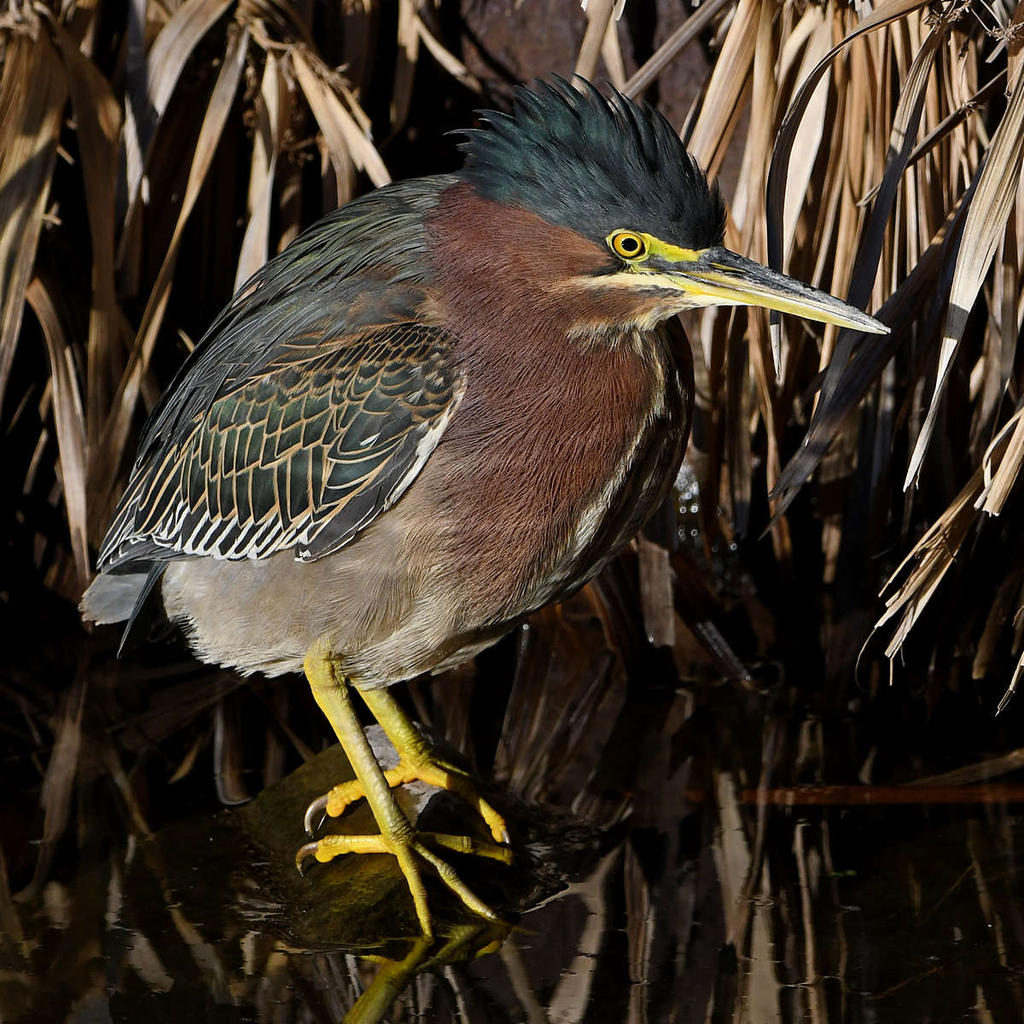 GreenHeron6.jpg