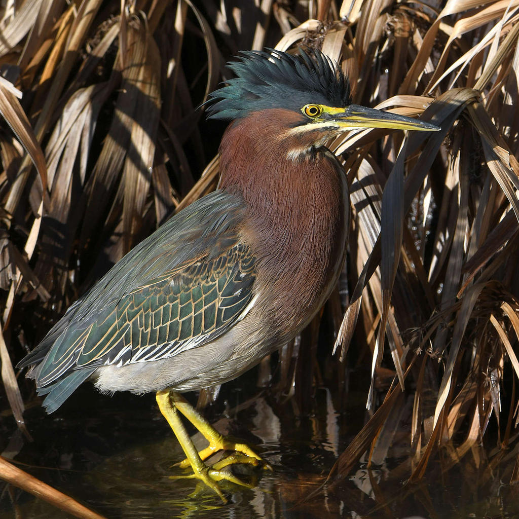 GreenHeron6.jpg