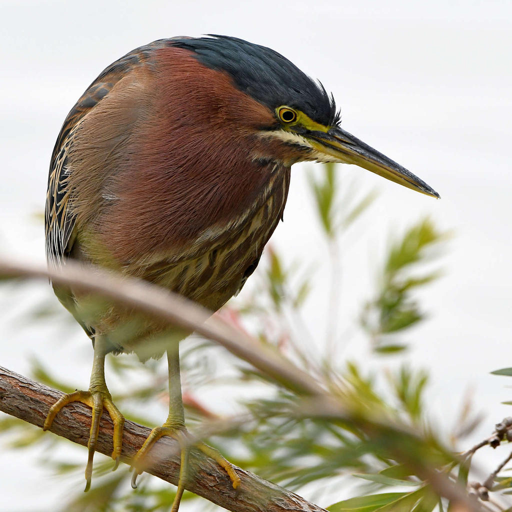 GreenHeron6.jpg