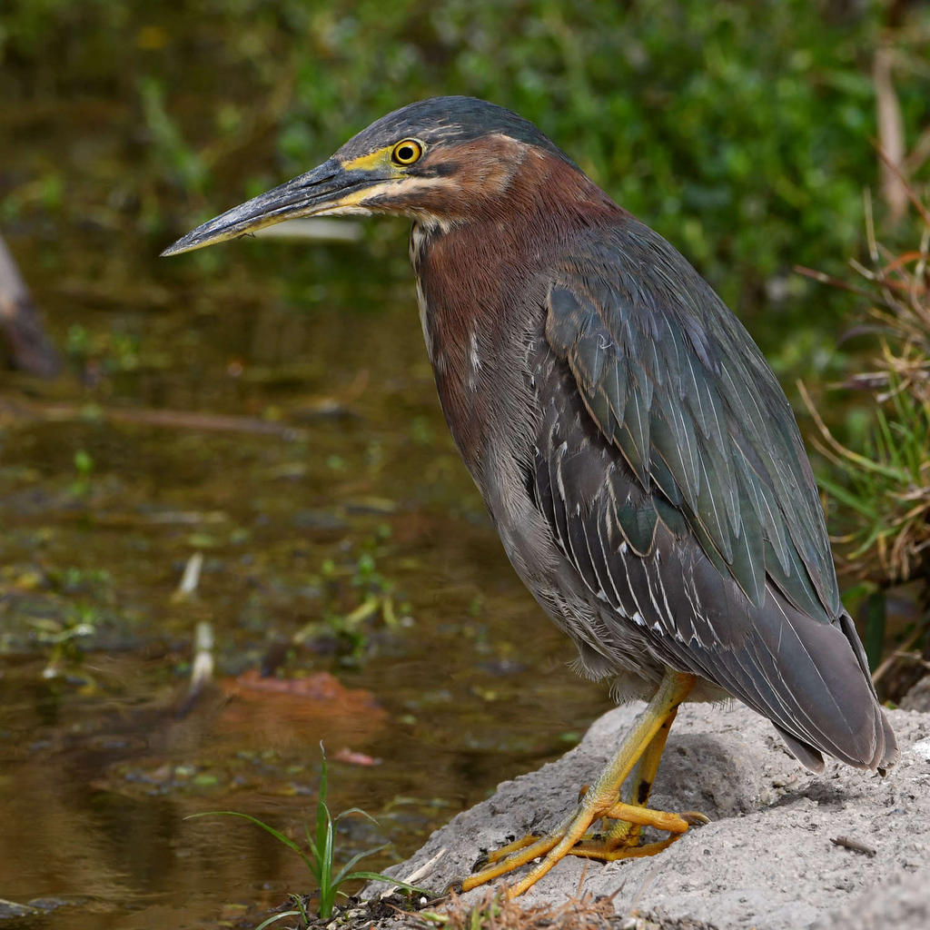GreenHeron6.jpg