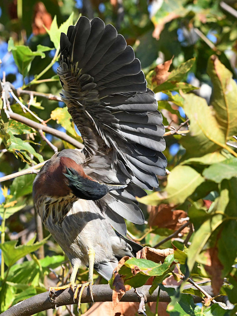GreenHeron6.jpg