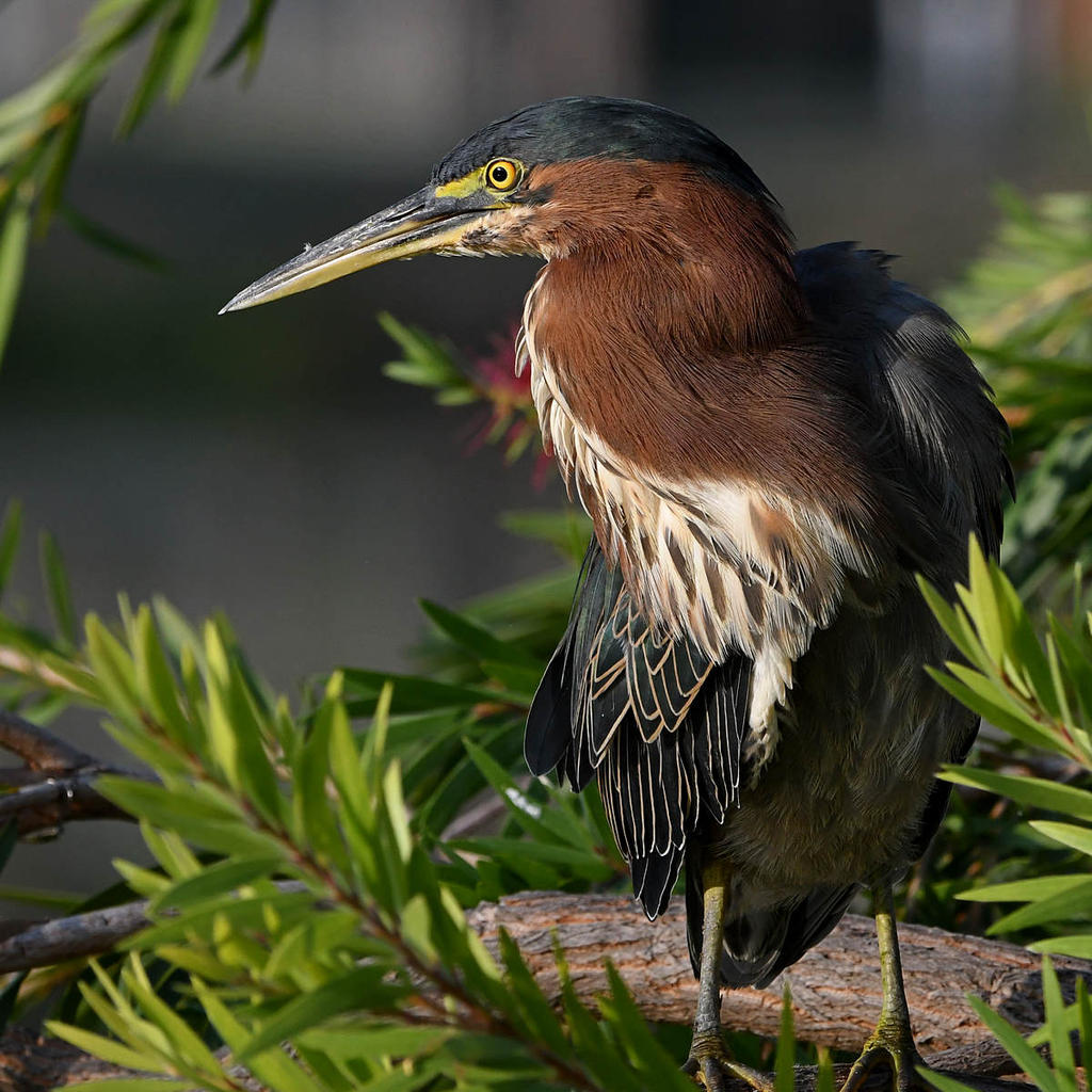 GreenHeron6.jpg