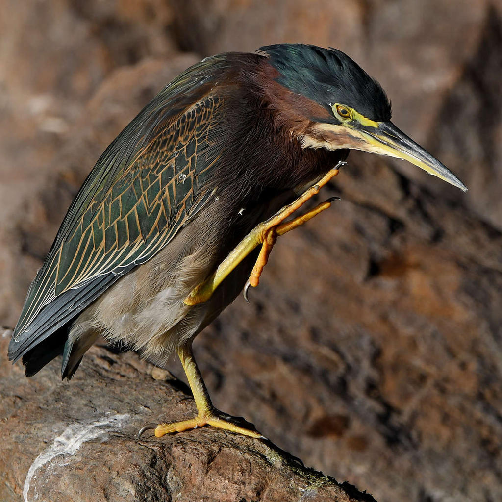GreenHeron6.jpg