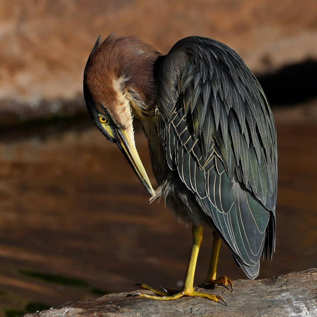 GreenHeron6.jpg