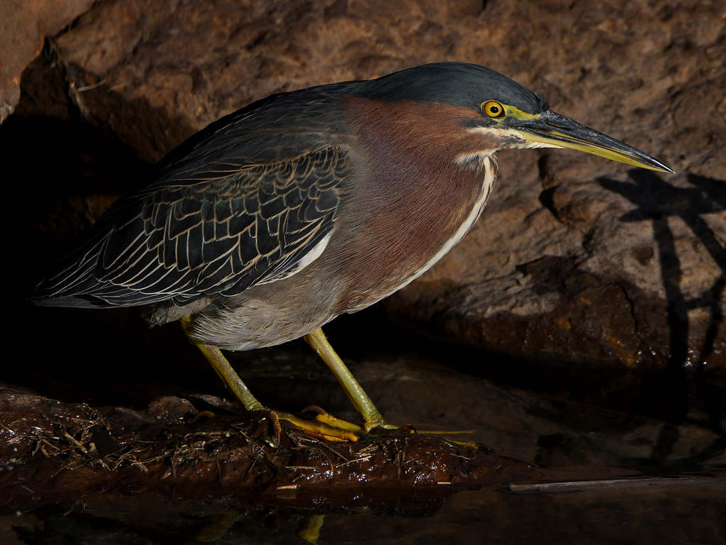 GreenHeron6.jpg