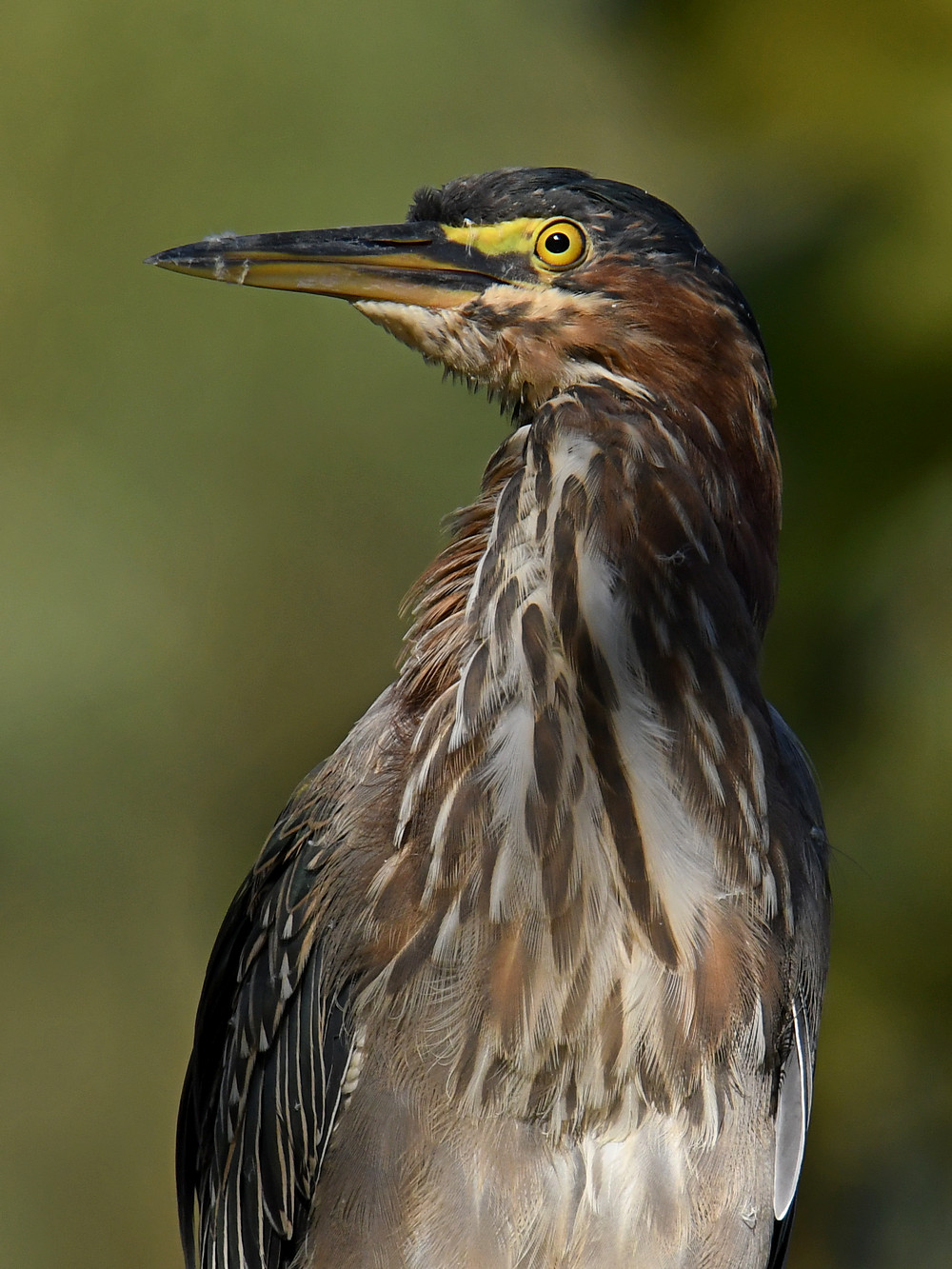 GreenHeron6.jpg