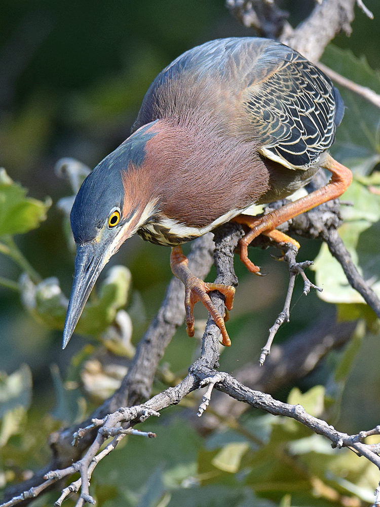 GreenHeron7.jpg