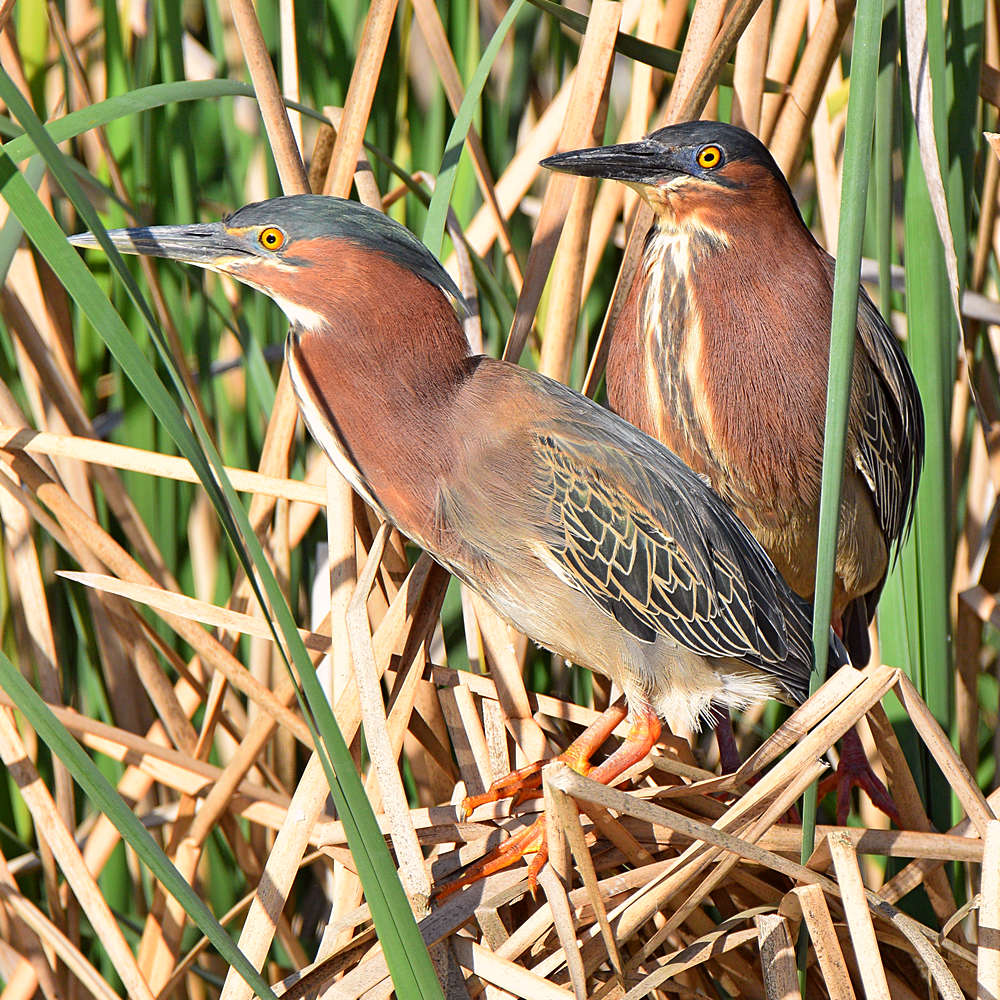 GreenHeron7.jpg