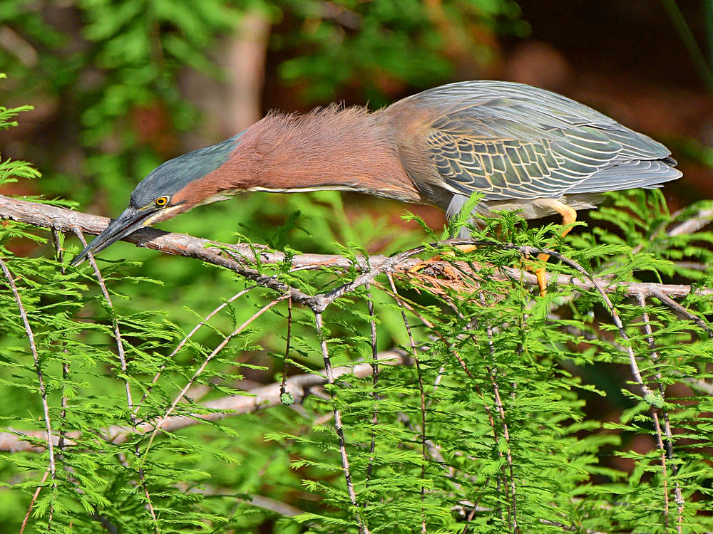 GreenHeron7.jpg