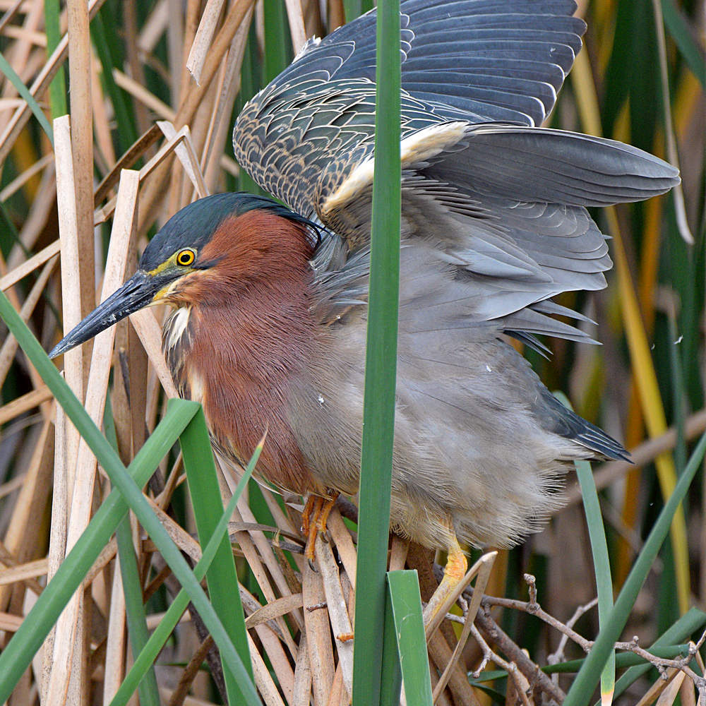 GreenHeron7.jpg