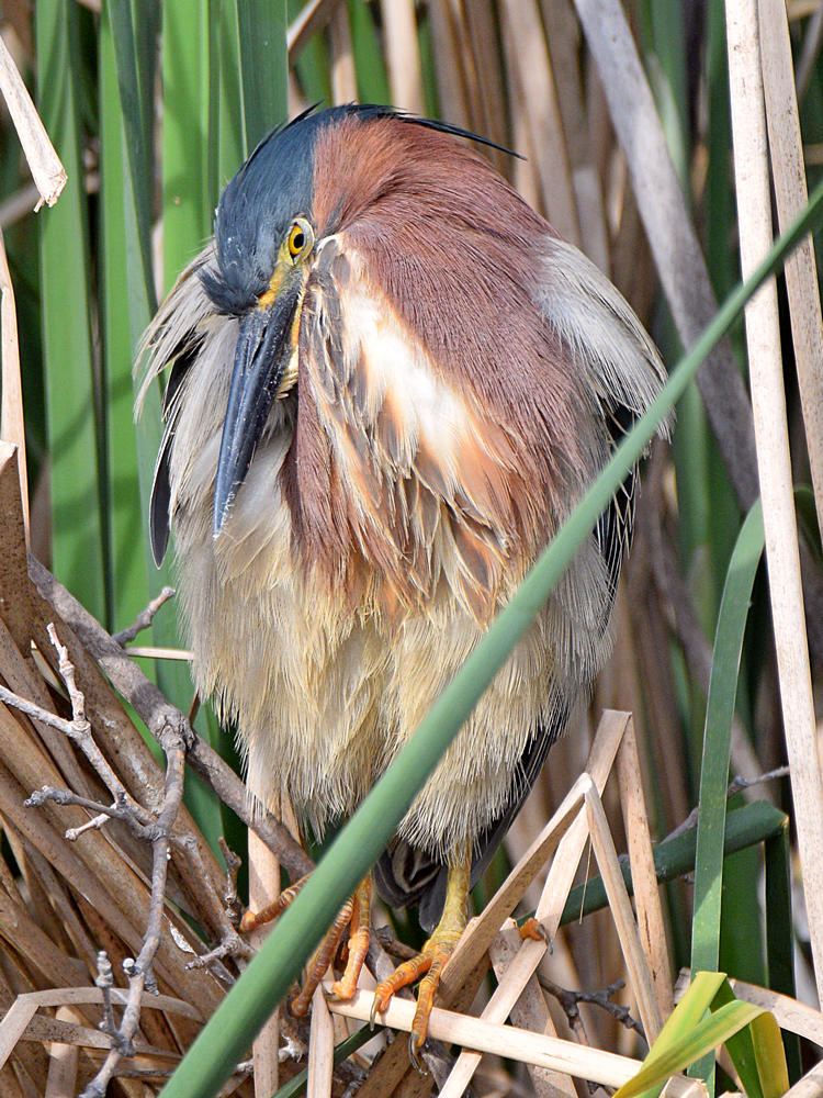 GreenHeron7.jpg