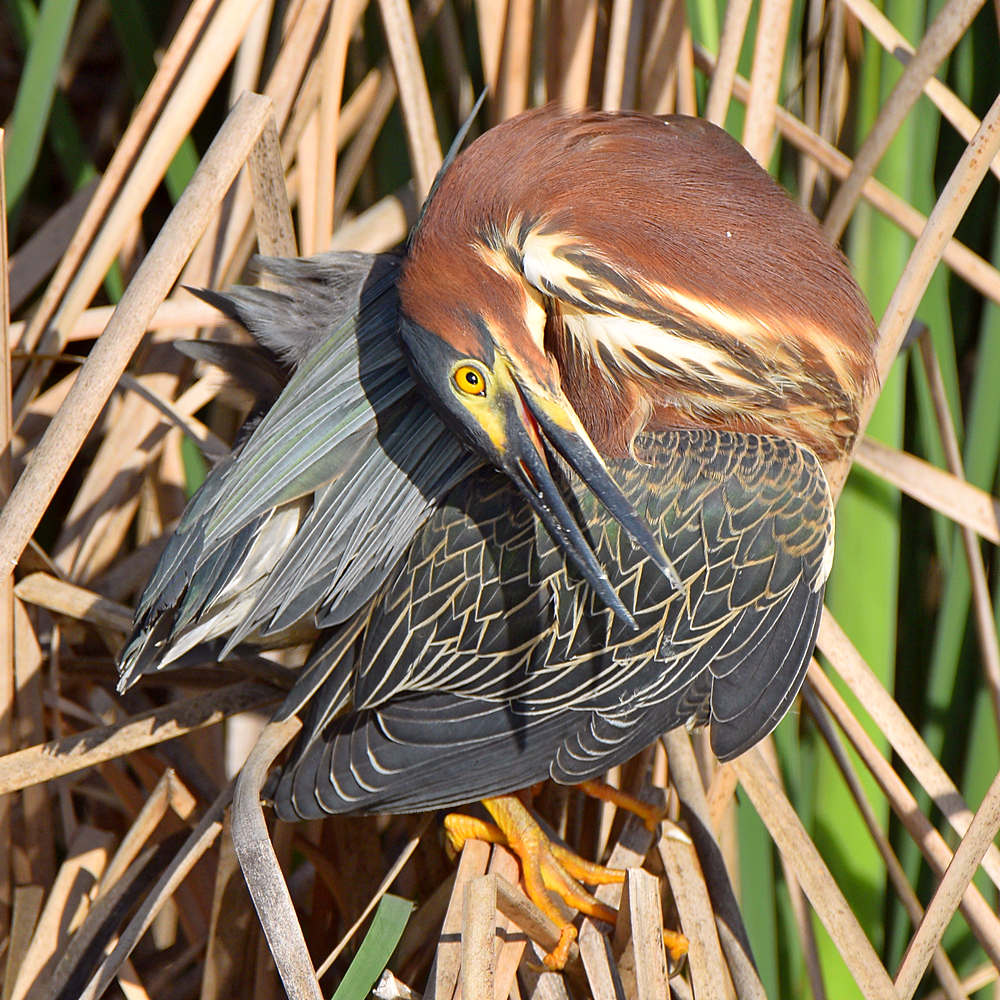 GreenHeron7.jpg