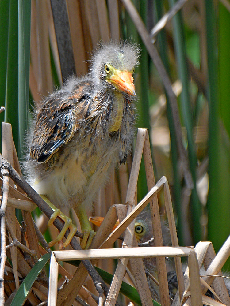 GreenHeron7.jpg