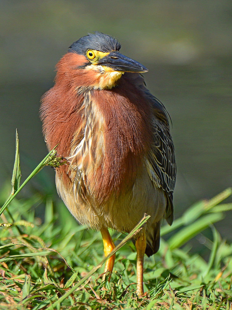 GreenHeron7.jpg